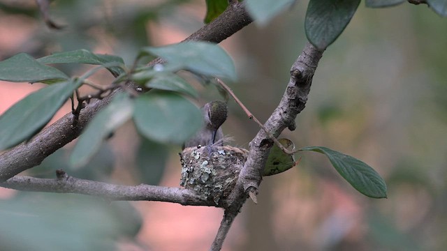 Anna's Hummingbird - ML615757049