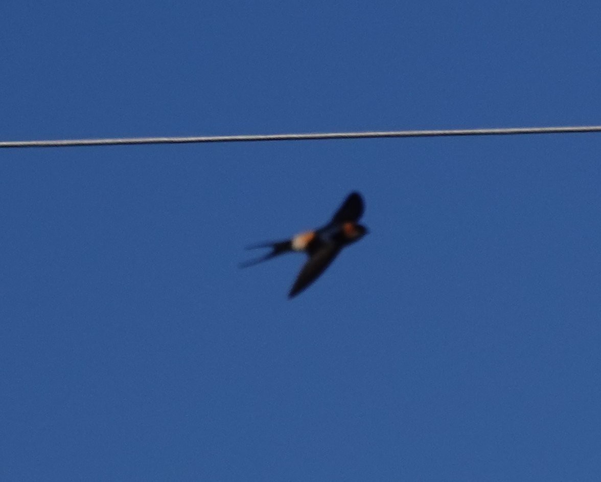 Red-rumped Swallow - ML615757229