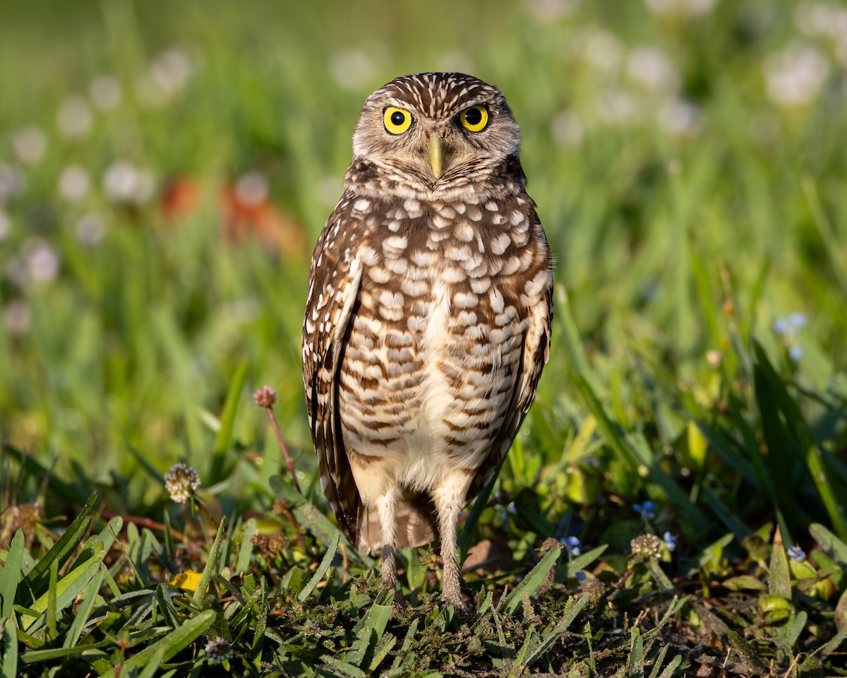 Burrowing Owl - ML615757231