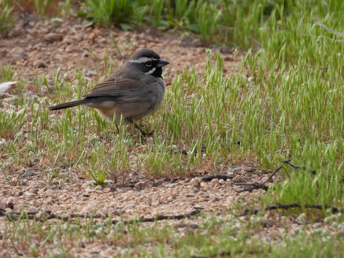 Black-throated Sparrow - ML615757326