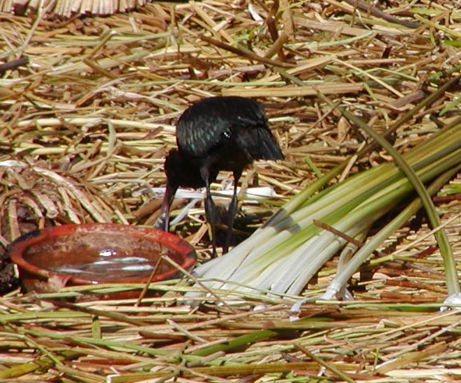 ibis andský - ML615757337