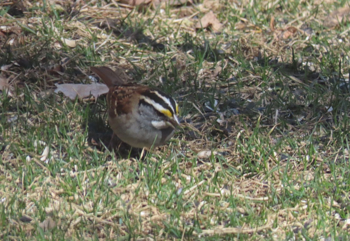 White-throated Sparrow - ML615757439