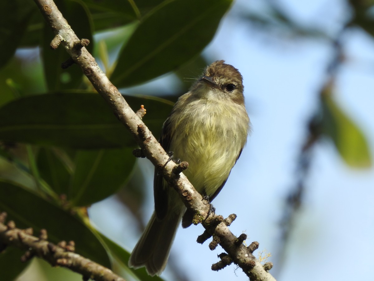 Olive-chested Flycatcher - ML615757515