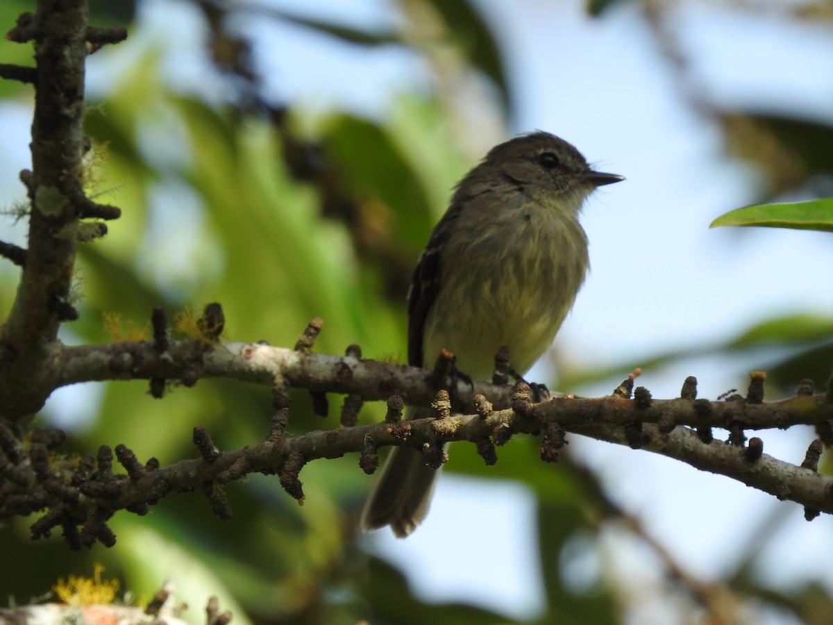 Olive-chested Flycatcher - ML615757516