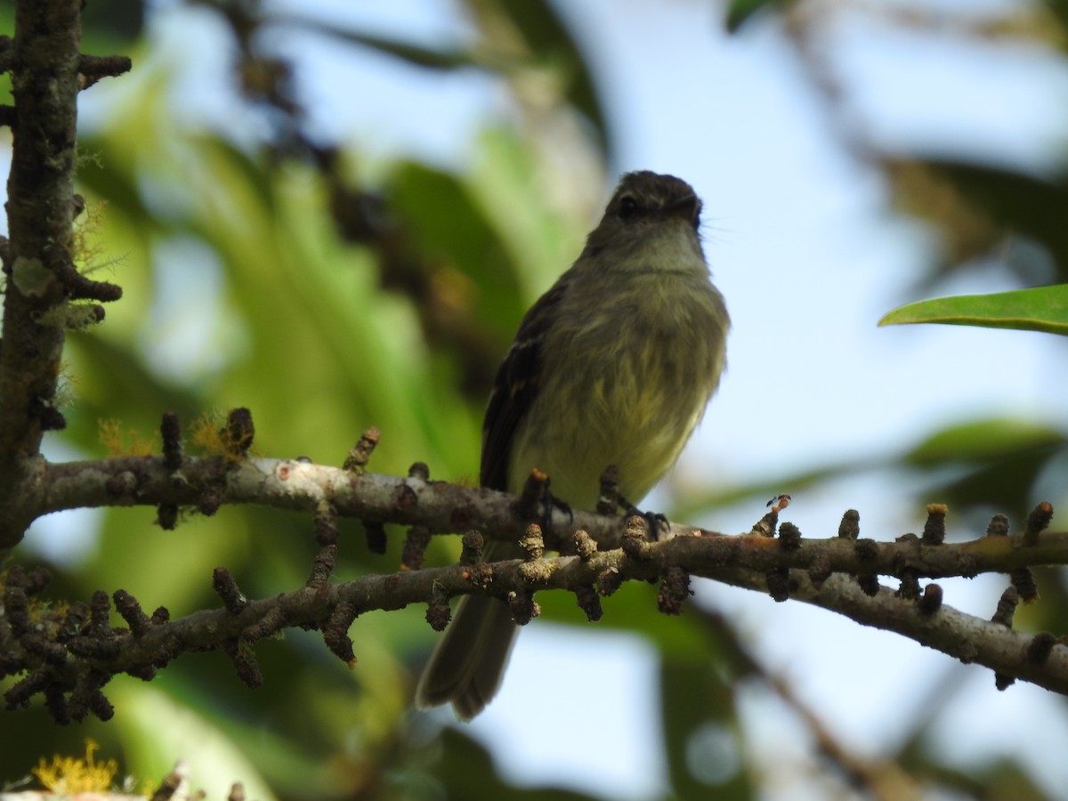 Olive-chested Flycatcher - ML615757517