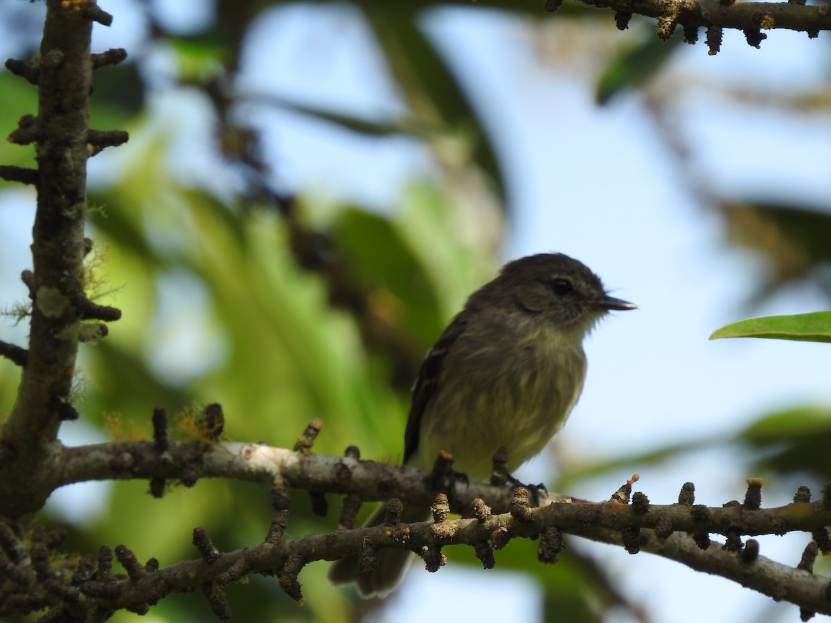 Olive-chested Flycatcher - ML615757518