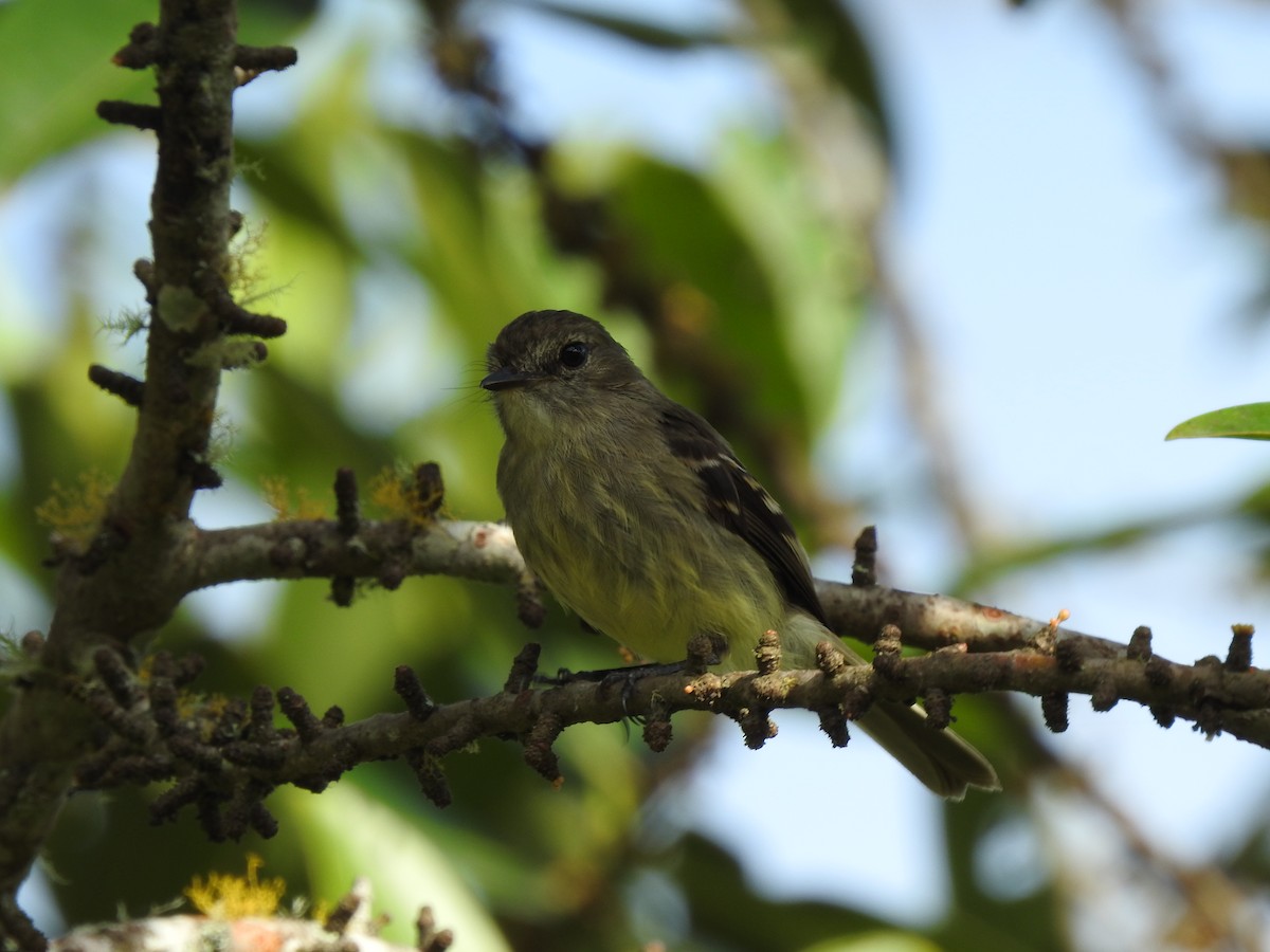 Olive-chested Flycatcher - ML615757519