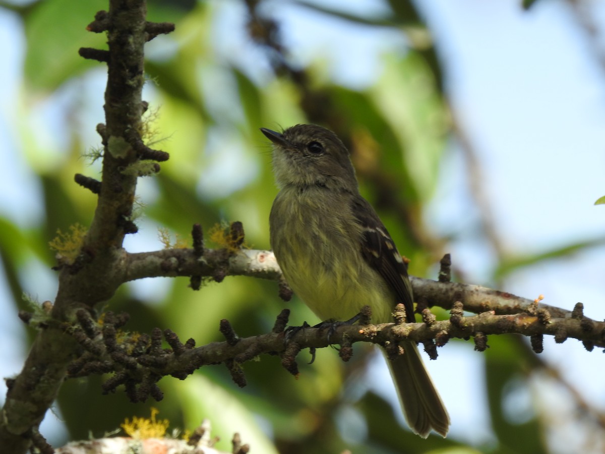 Olive-chested Flycatcher - Juan Carlos🦉 Crespo