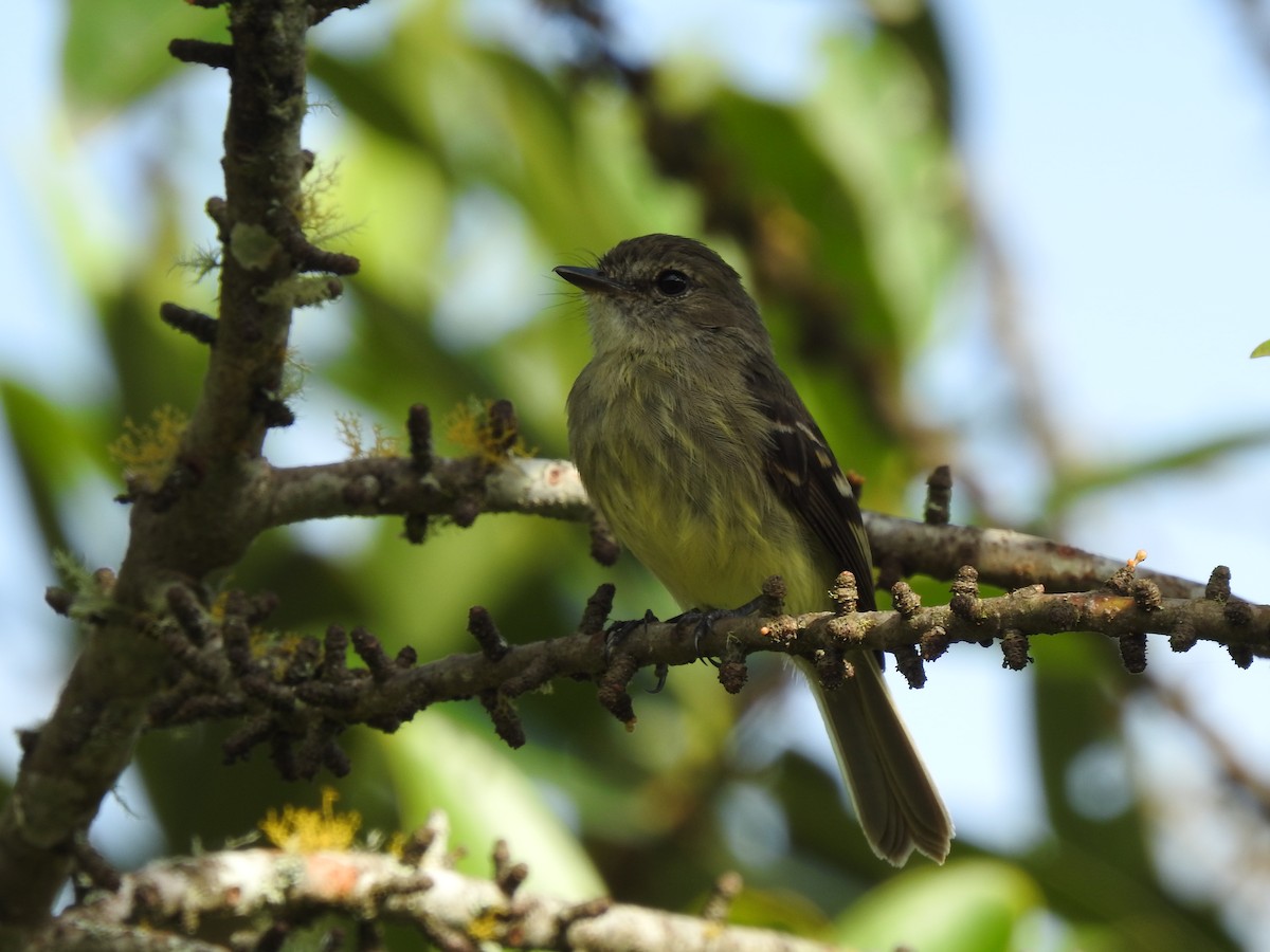 Olive-chested Flycatcher - ML615757521