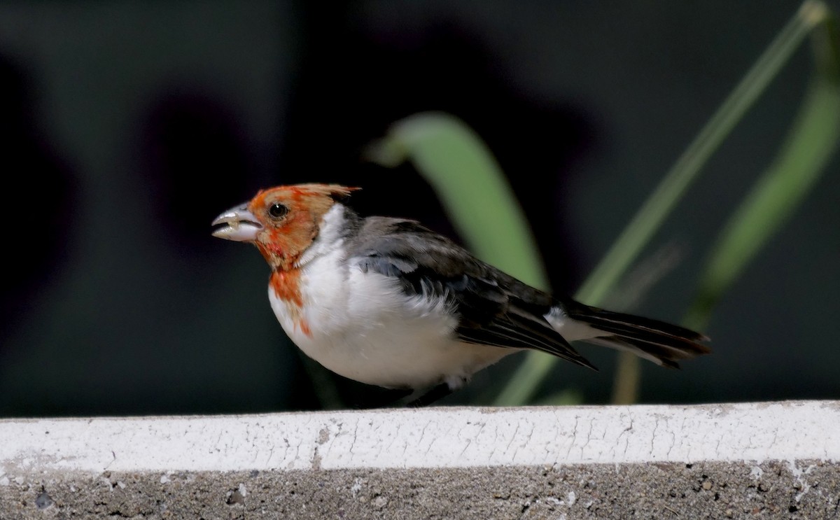 Red-crested Cardinal - ML615757633