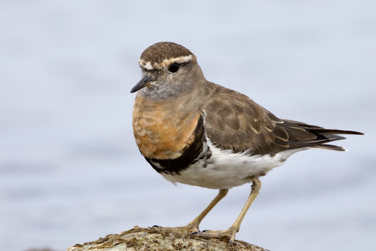 Rufous-chested Dotterel - ML615757750