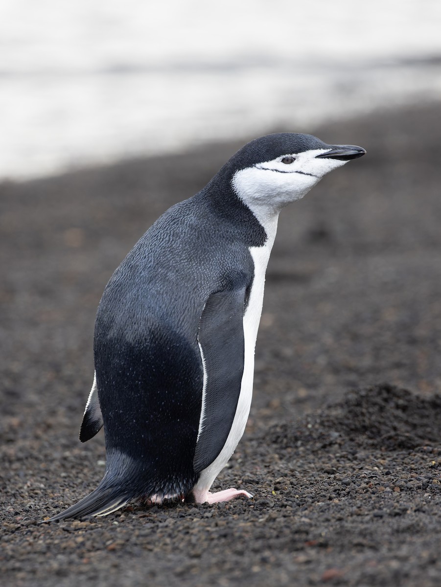 Антарктический пингвин - ML615757951