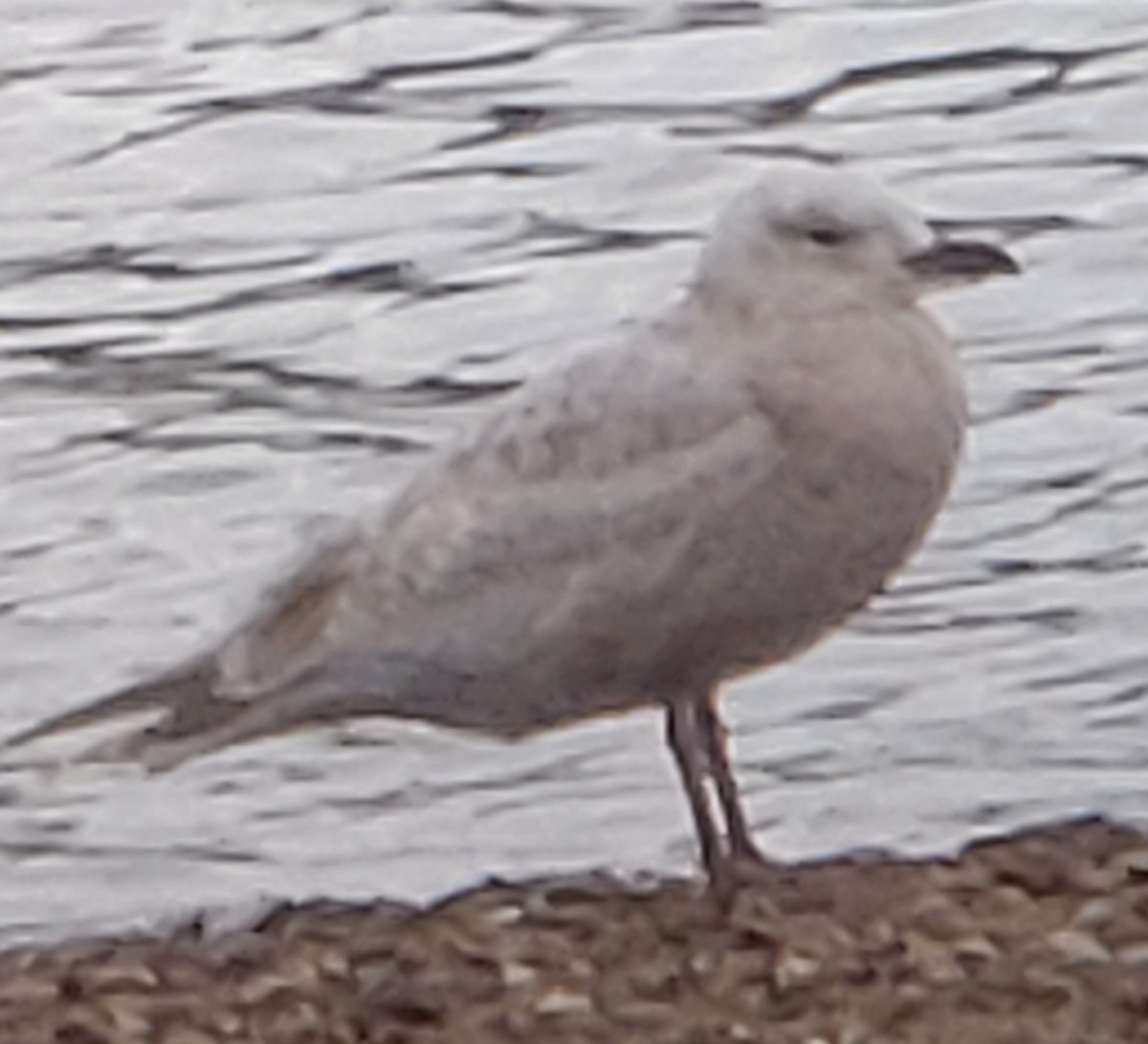 Iceland Gull (Thayer's) - Patty McLean