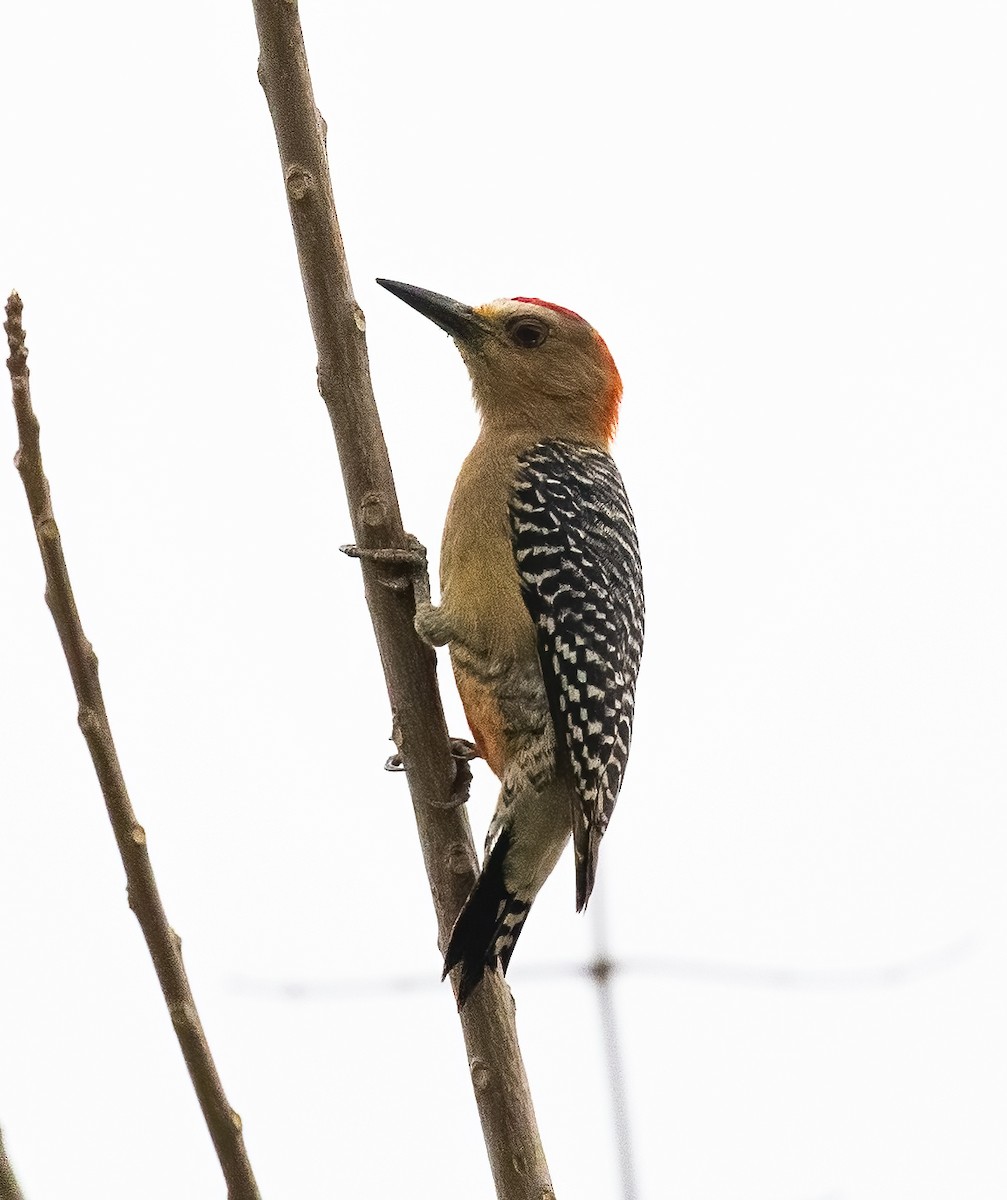 Red-crowned Woodpecker - ML615758202