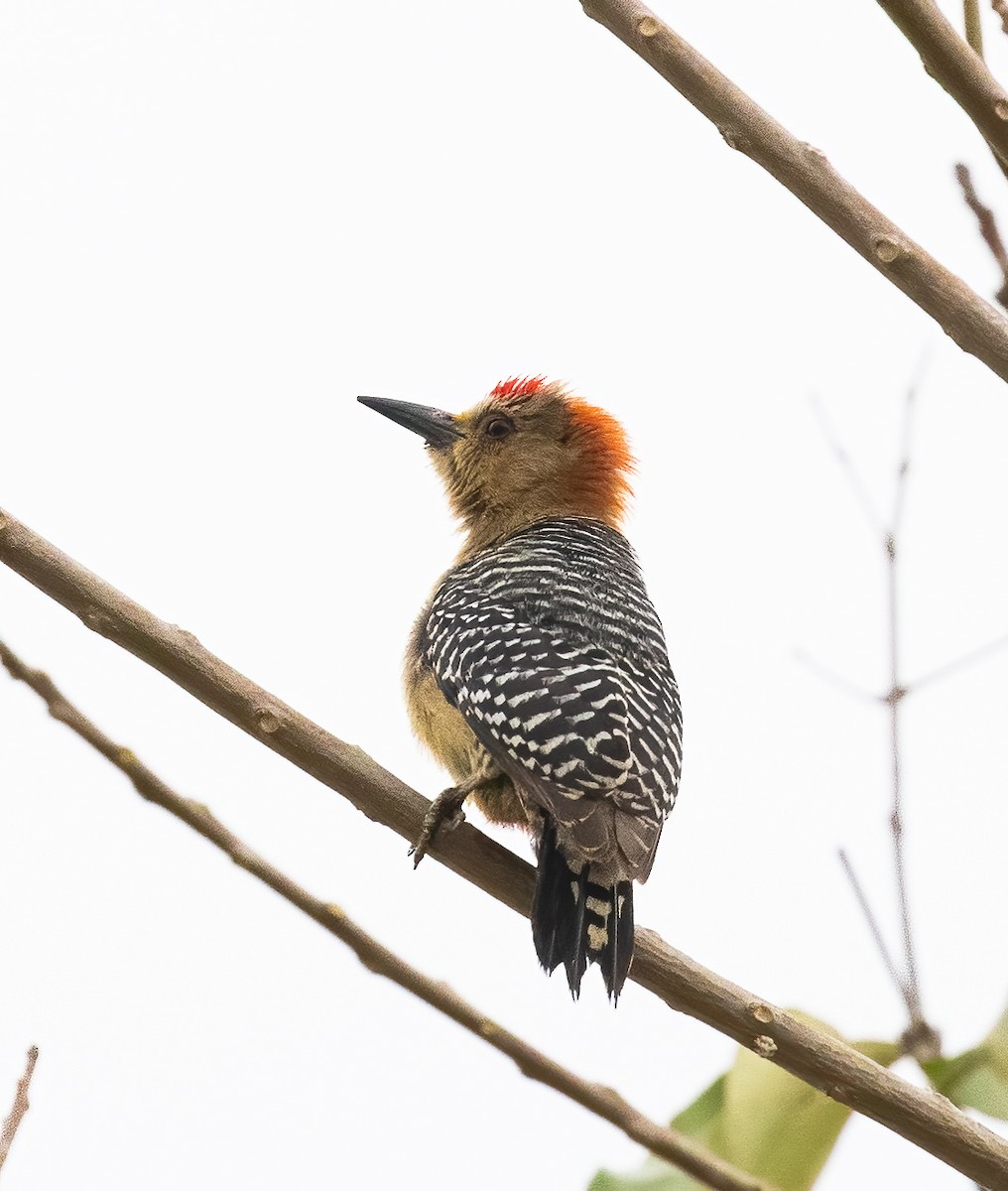 Red-crowned Woodpecker - Peter Seubert