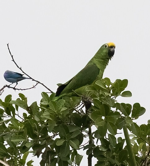 Yellow-crowned Parrot - ML615758226