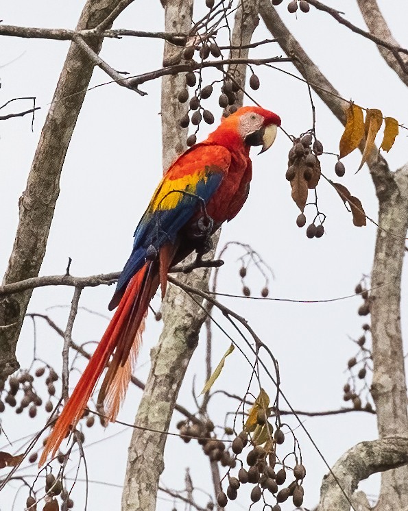 Scarlet Macaw - ML615758261