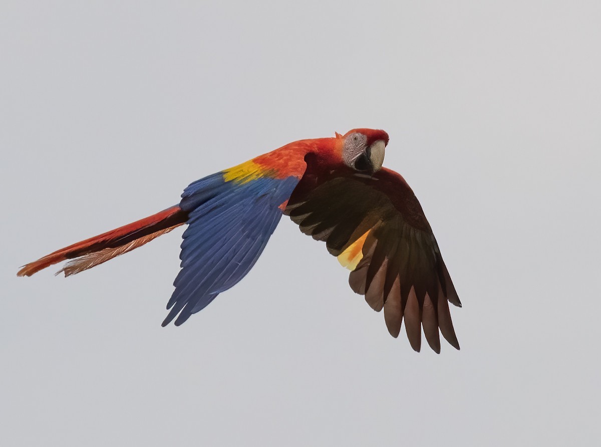Scarlet Macaw - ML615758262