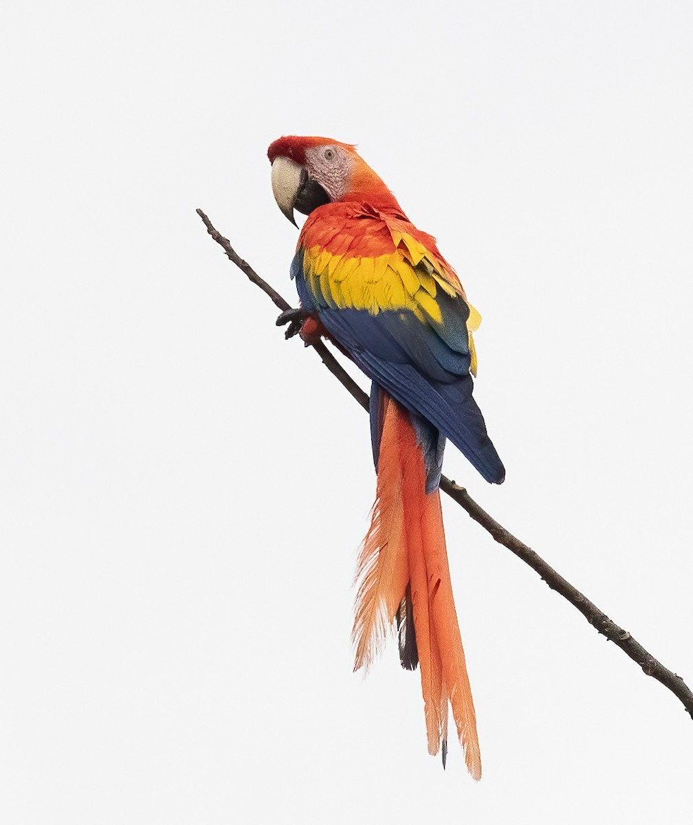 Scarlet Macaw - ML615758263