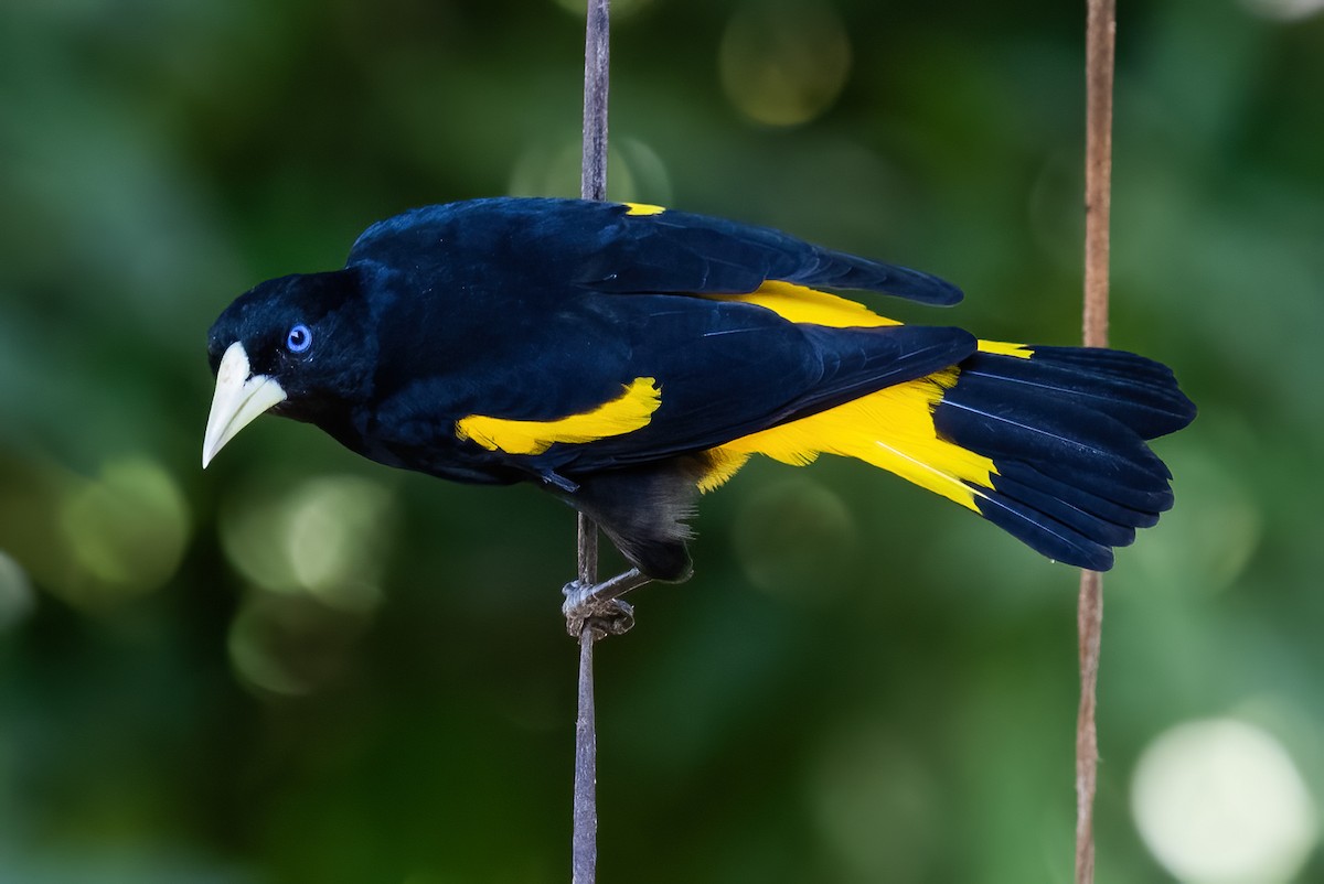 Yellow-rumped Cacique - ML615758283