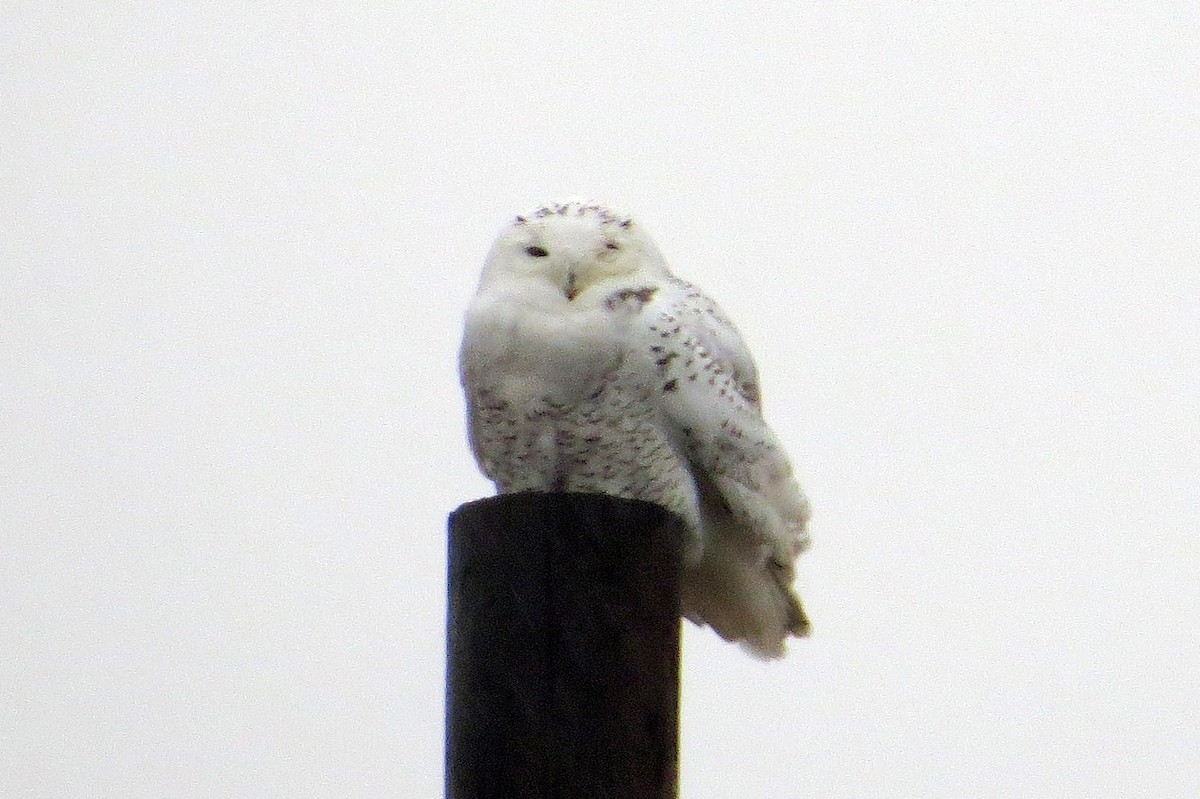 Snowy Owl - ML615758394