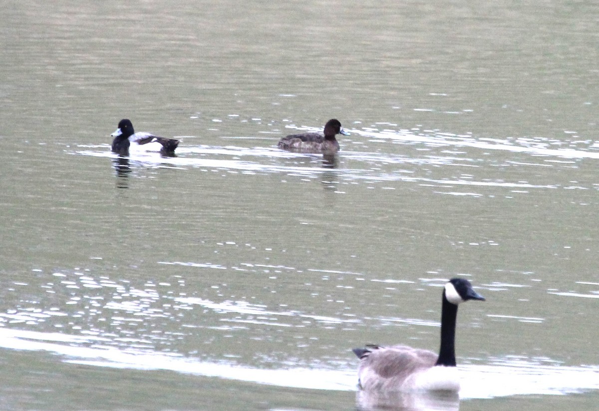 Pennsylvania Bird Atlas Checklist - 7 Mar 2024 - Trax Farm pond - 7 species