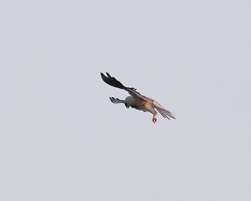 White-tailed Kite - ML615758552