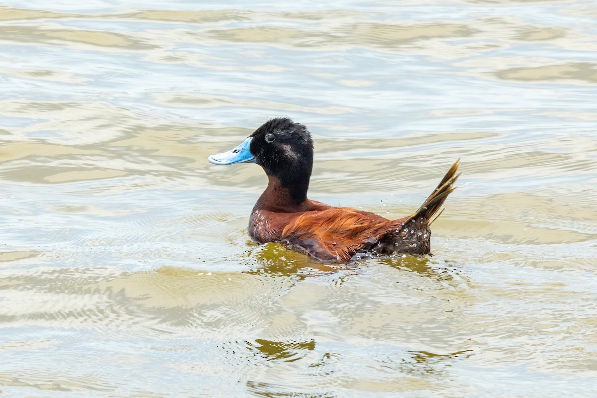 Andean Duck - ML615758589