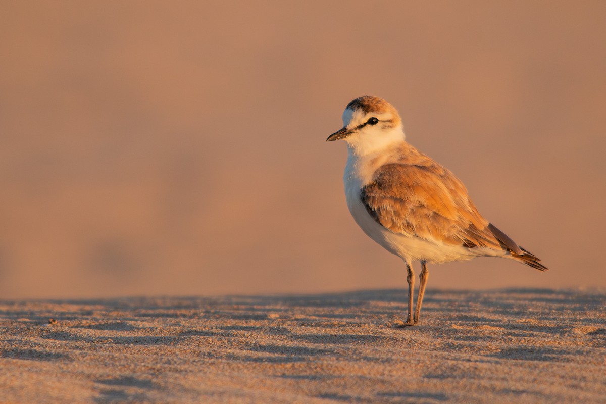 White-fronted Plover - ML615758617