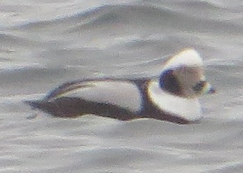 Long-tailed Duck - ML615758637