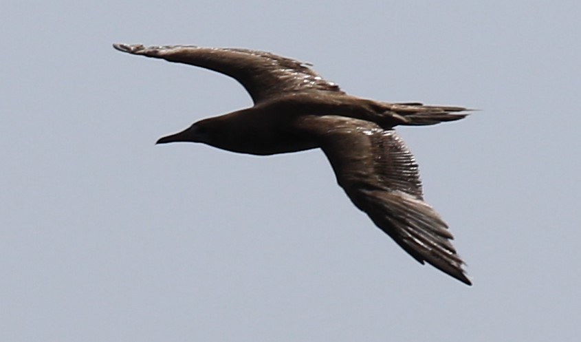 Brown Booby - ML615758675