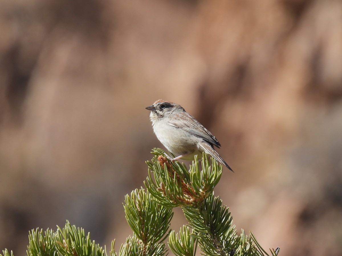 Rufous-crowned Sparrow - ML615758698