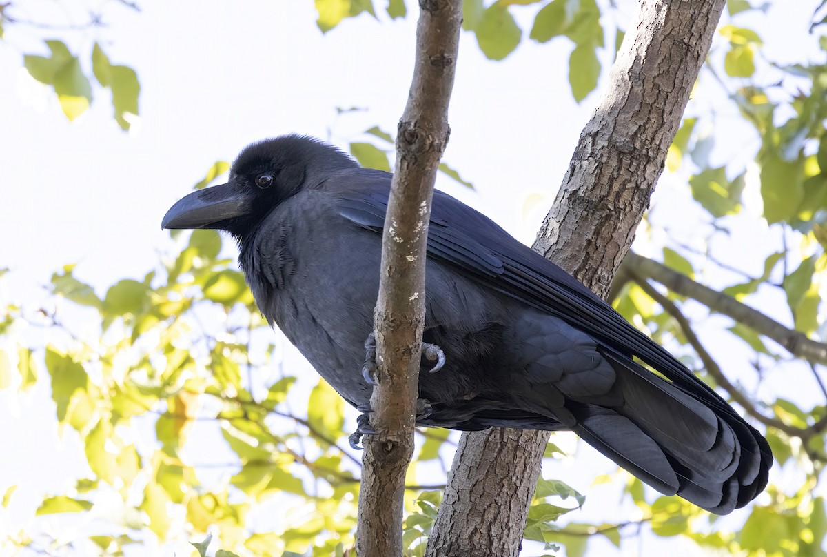 Large-billed Crow - ML615758927