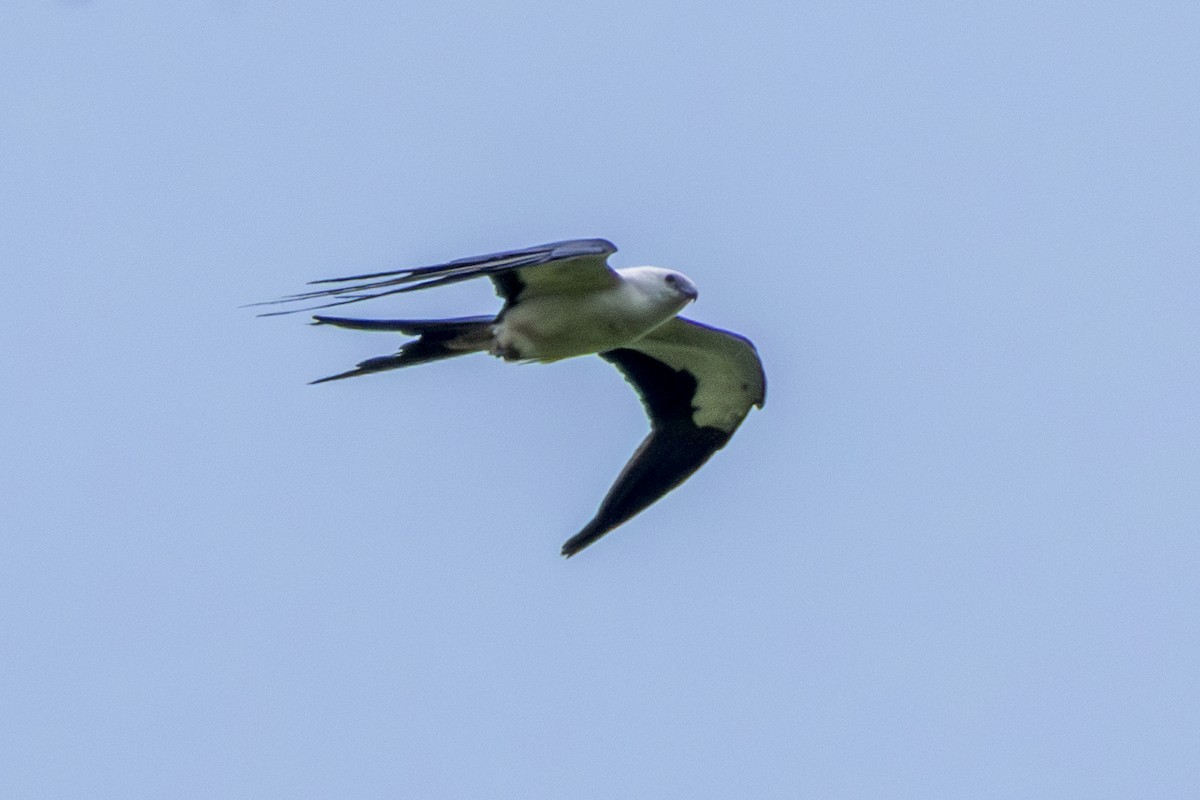 Swallow-tailed Kite - Frank Dietze