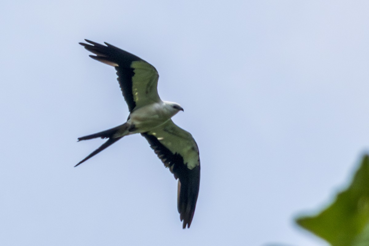 Swallow-tailed Kite - ML615758935