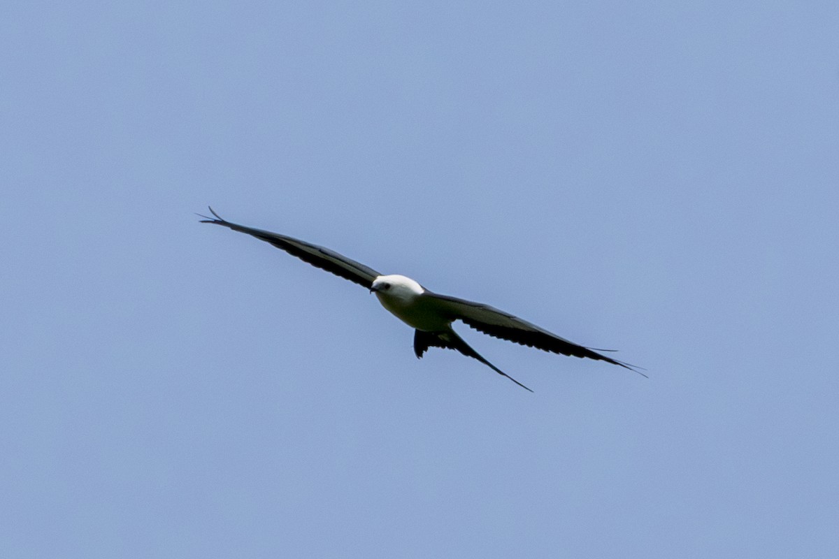 Swallow-tailed Kite - ML615758936