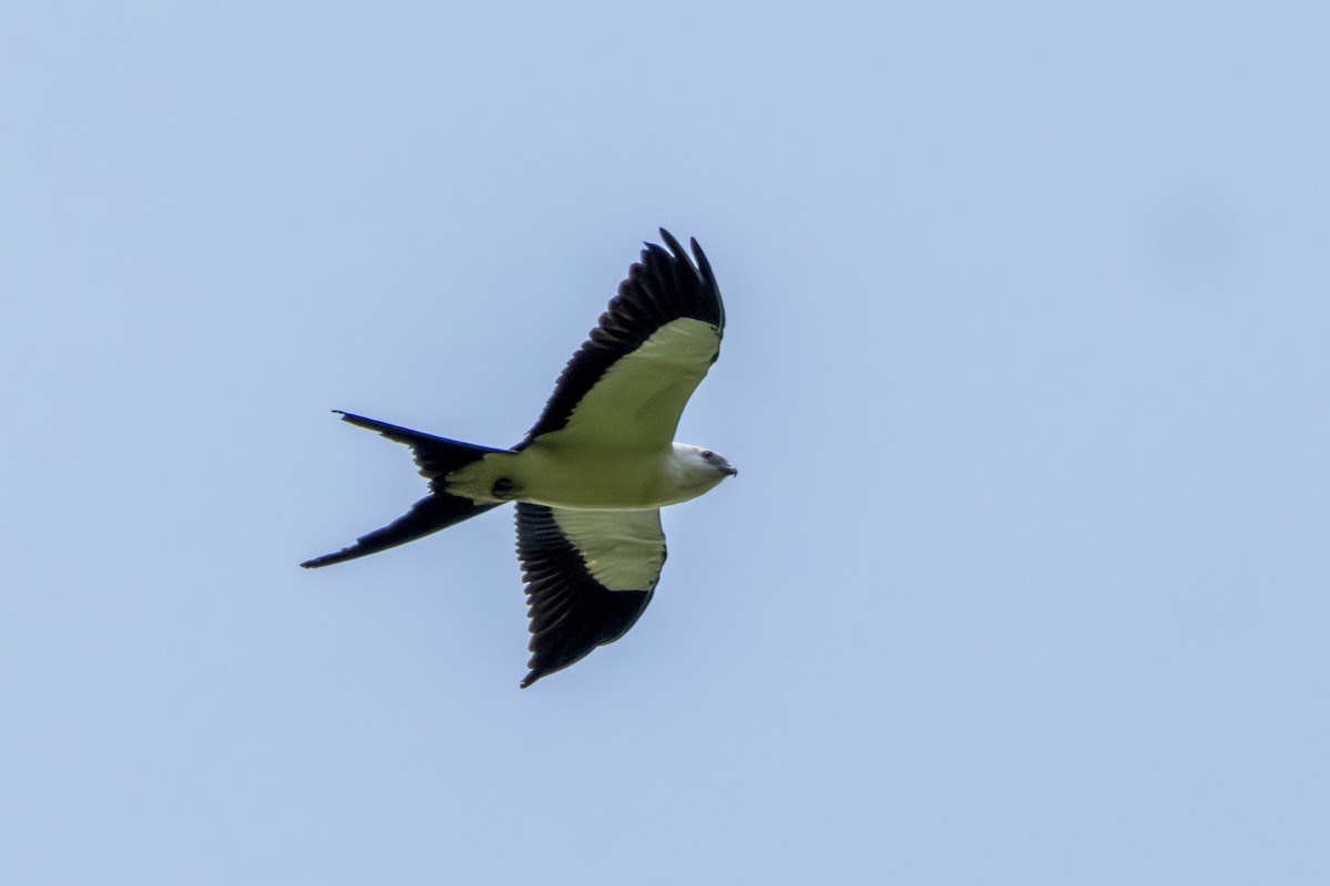 Swallow-tailed Kite - ML615758940