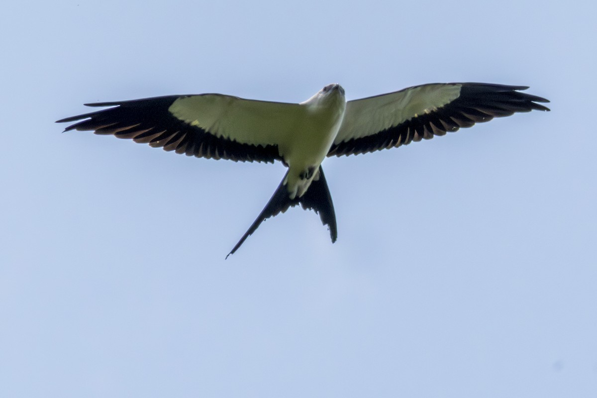Swallow-tailed Kite - ML615758942