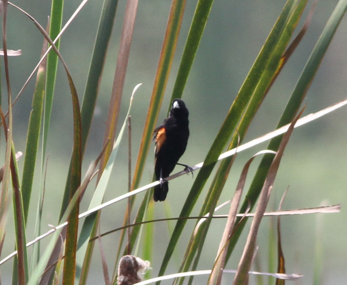 Fan-tailed Widowbird - ML615759122