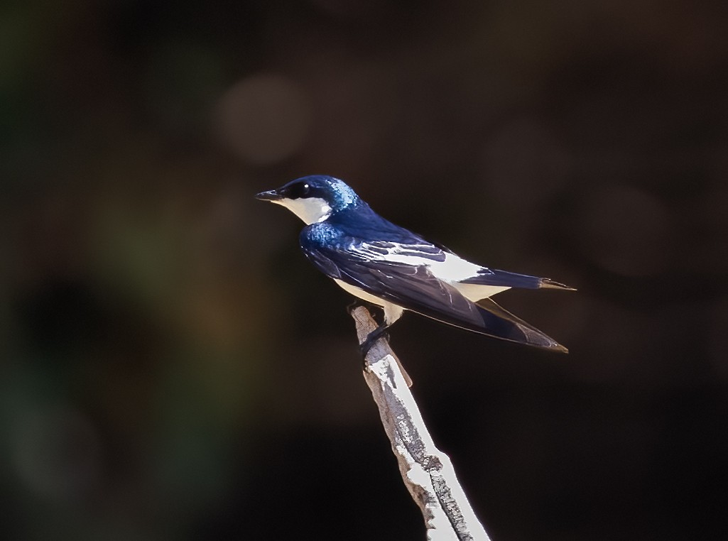 White-winged Swallow - Peter Seubert