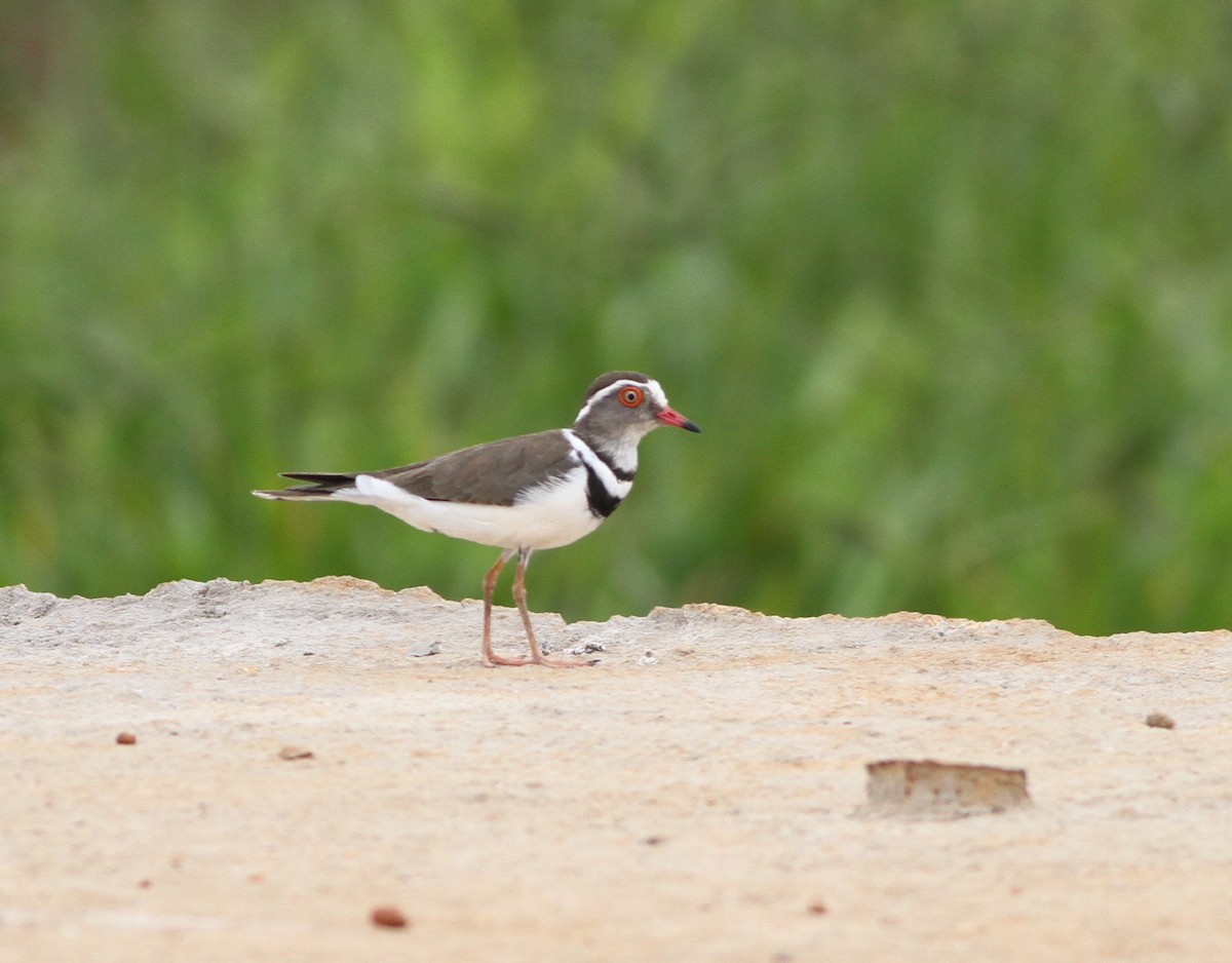 Three-banded Plover - ML615759196