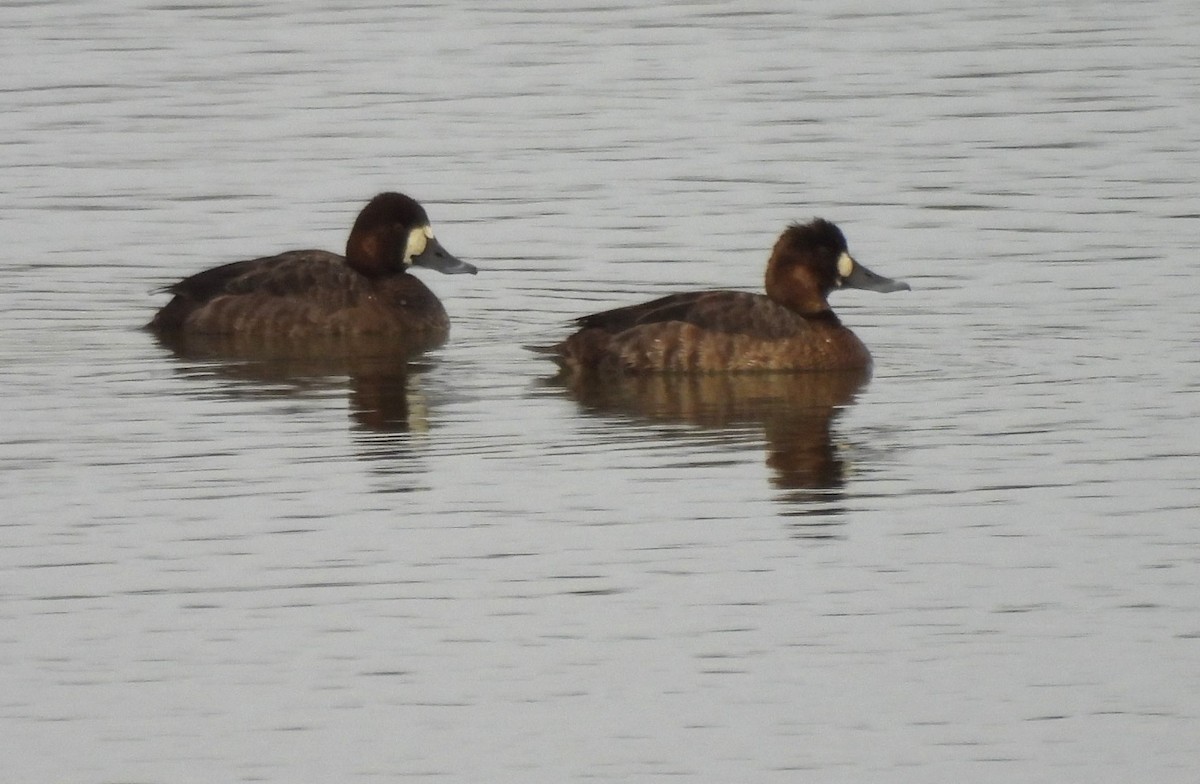 Greater Scaup - ML615759503