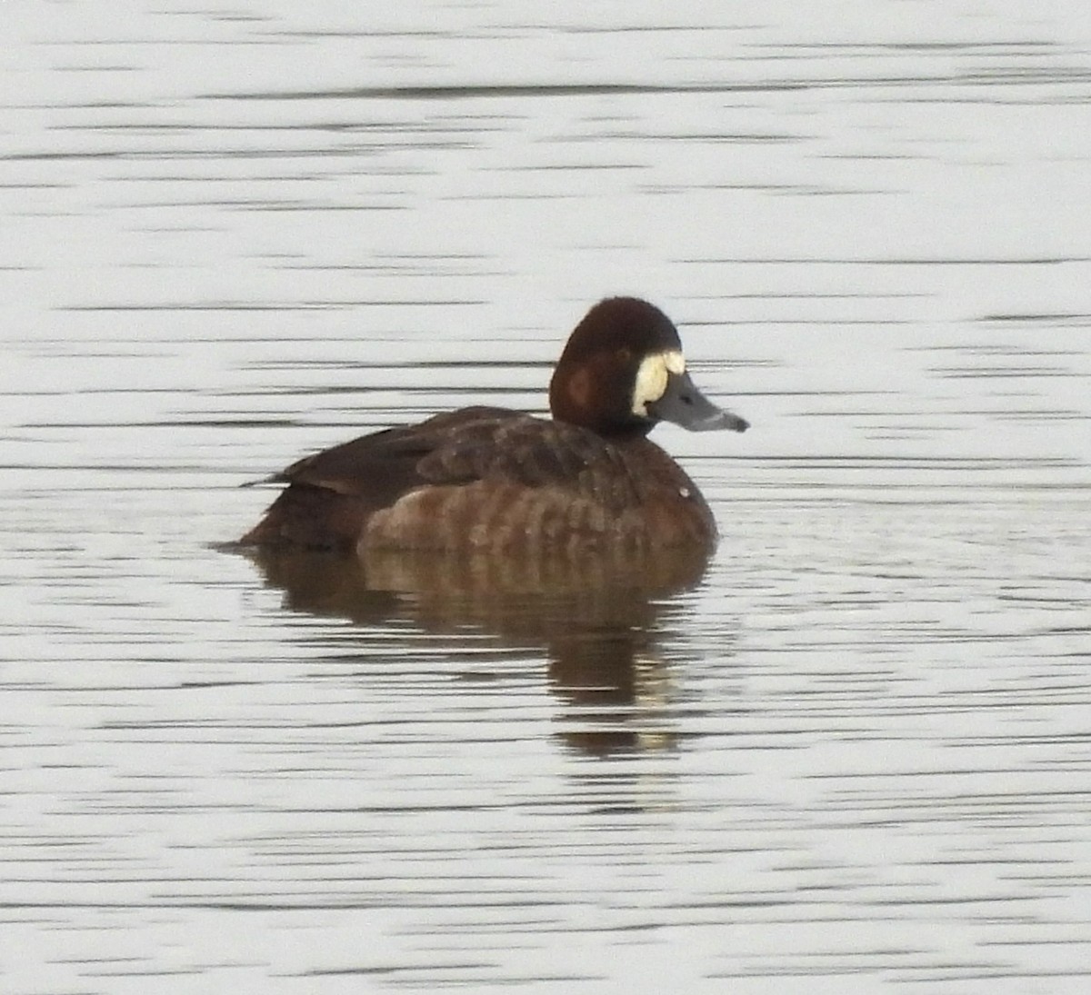 Greater Scaup - ML615759504