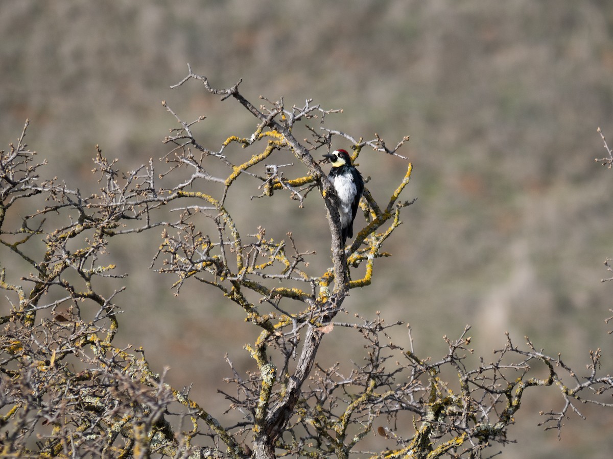Acorn Woodpecker - ML615759597