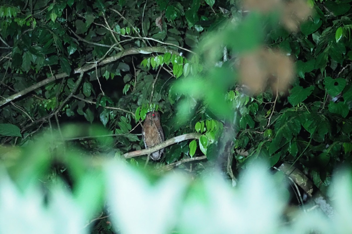 Tawny-bellied Screech-Owl - ML615759620