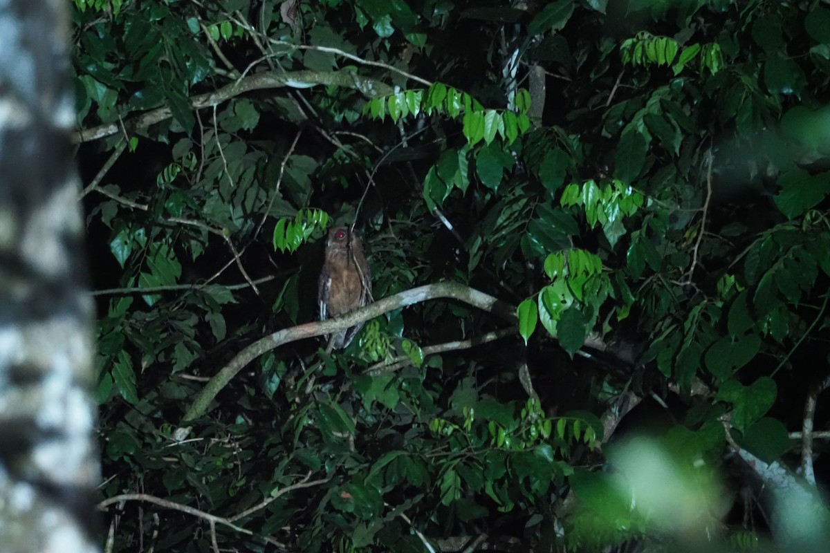 Tawny-bellied Screech-Owl - ML615759621