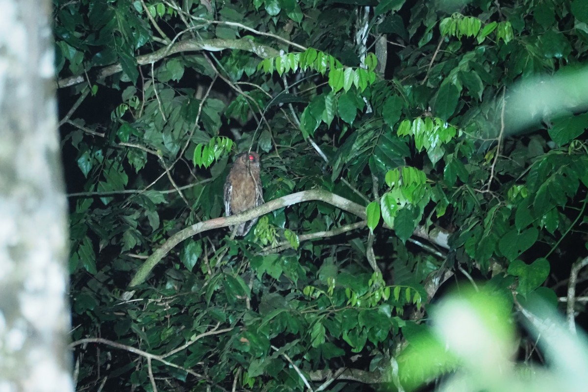 Tawny-bellied Screech-Owl - ML615759623