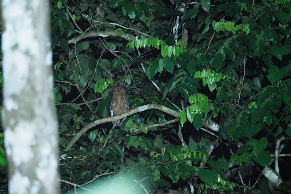 Tawny-bellied Screech-Owl - Jorge Humbser