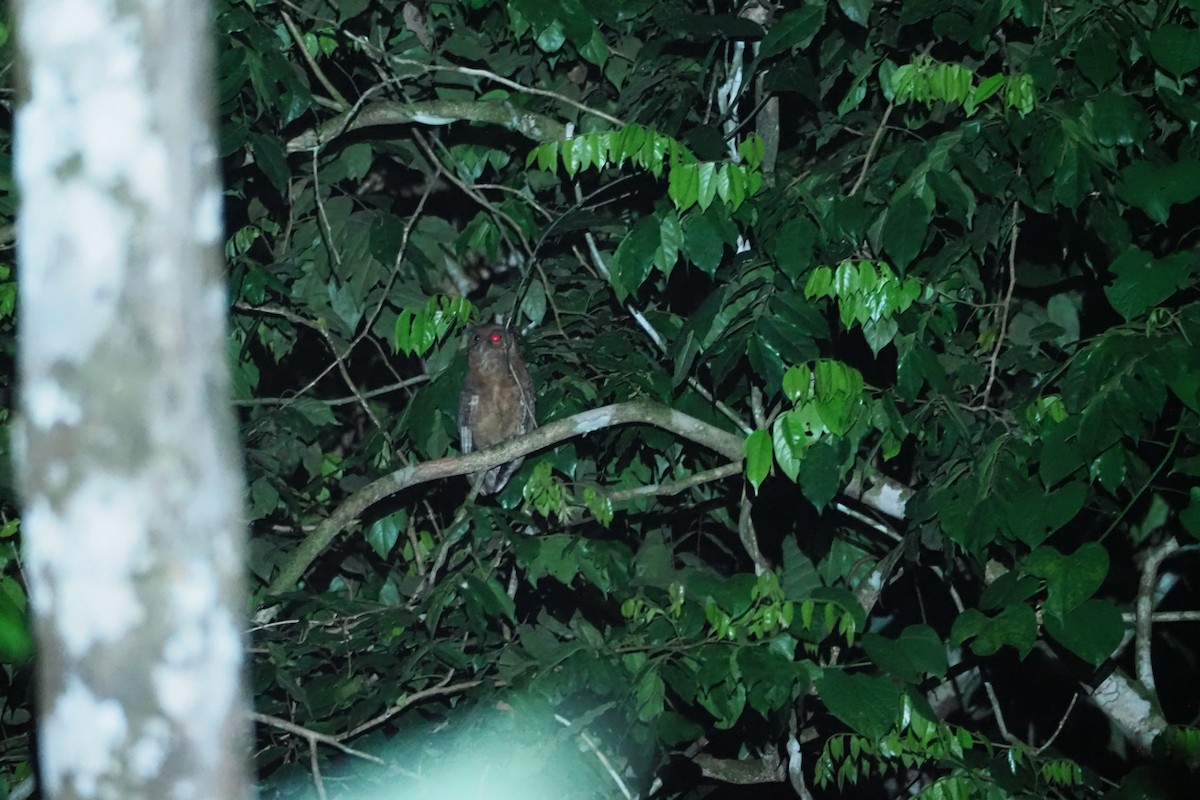 Tawny-bellied Screech-Owl - ML615759625
