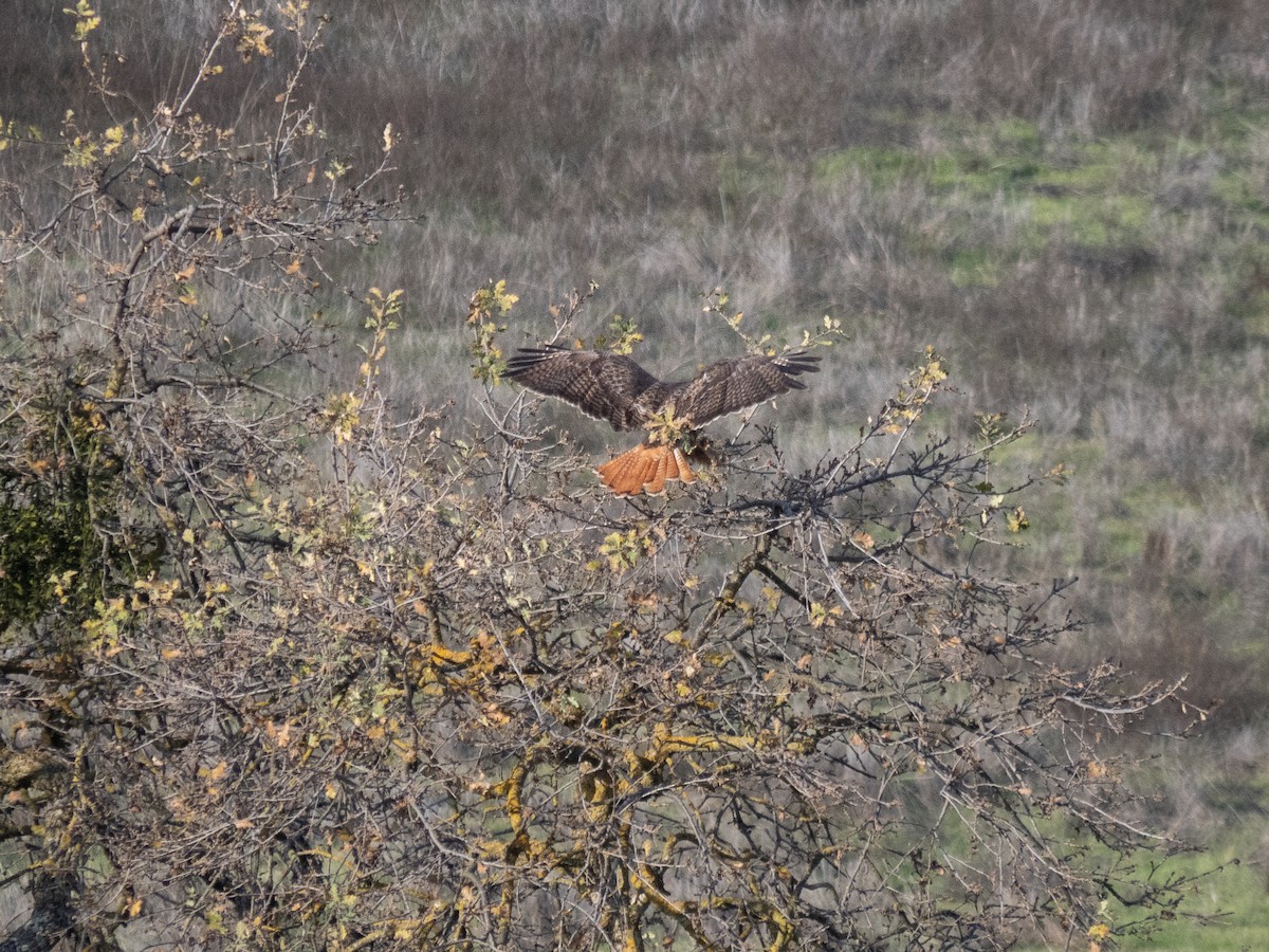 Red-tailed Hawk (calurus/alascensis) - ML615759631
